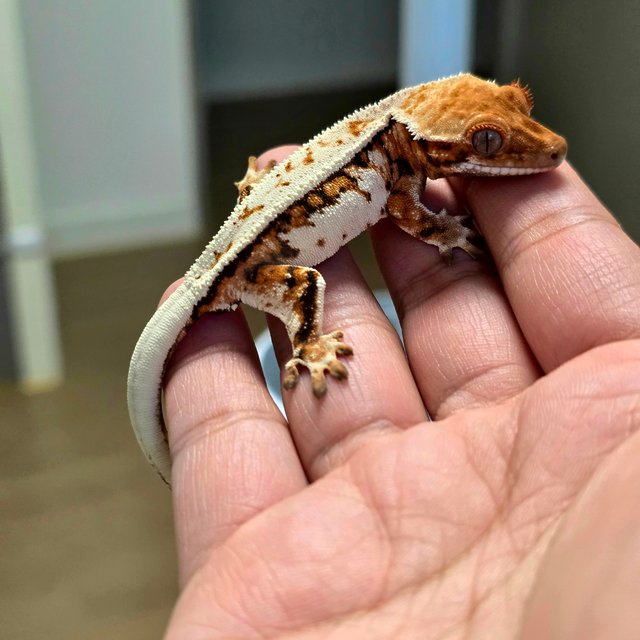 세이블 텐저린 풀핀