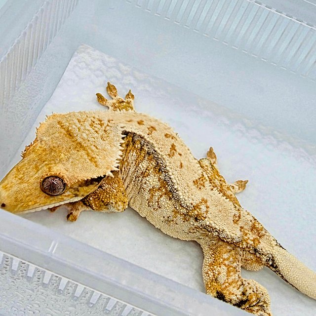 노멀 드리피 화이트스팟