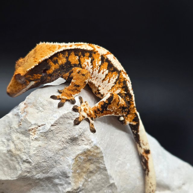 노멀 익스트림할리퀸