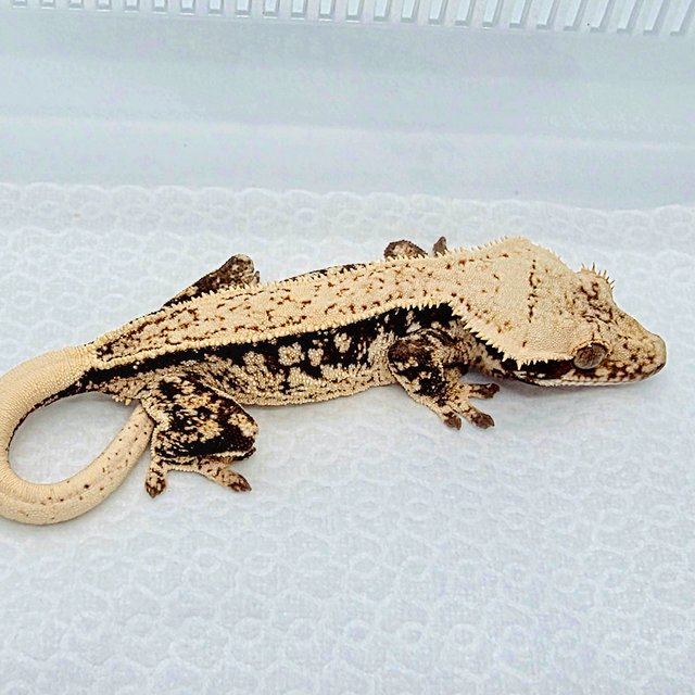 노멀 쿼드 풀핀 드리피