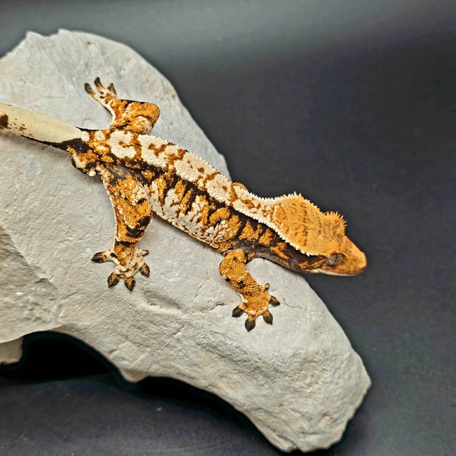 노멀 익스트림할리퀸