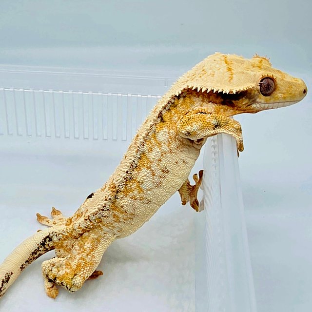 노멀 드리피 화이트스팟