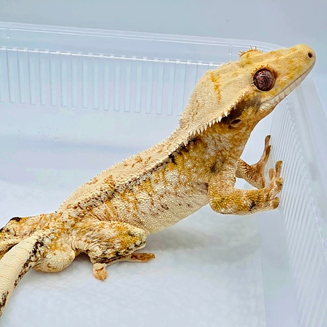 노멀 드리피 화이트스팟