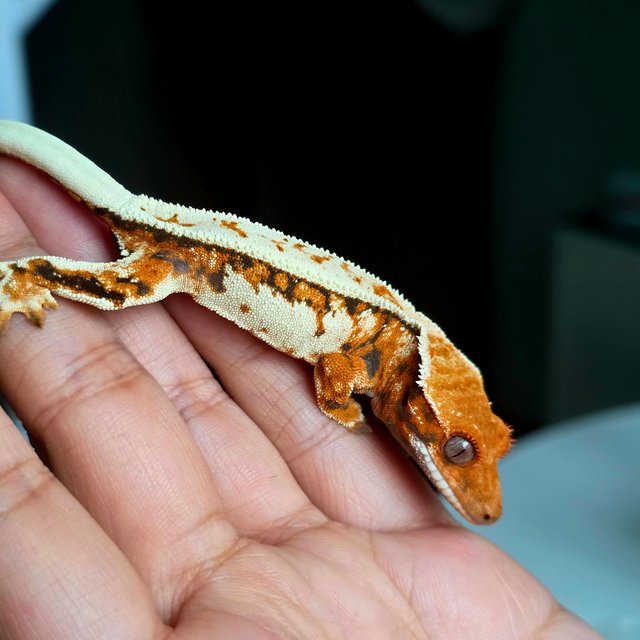 세이블 텐저린 풀핀