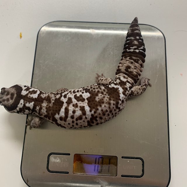 화이트아웃 오레오