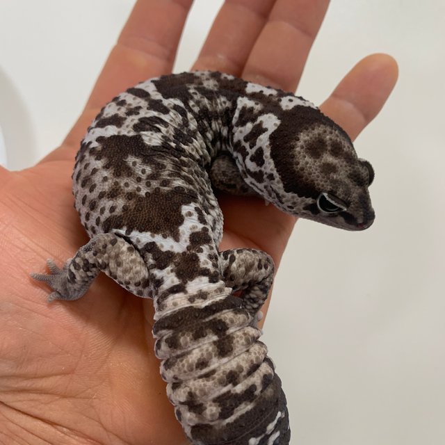 화이트아웃 오레오