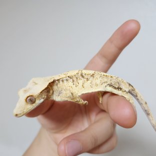 노멀