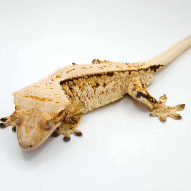 트라이