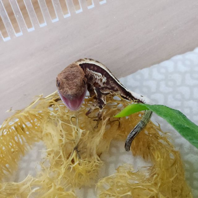 카푸치노