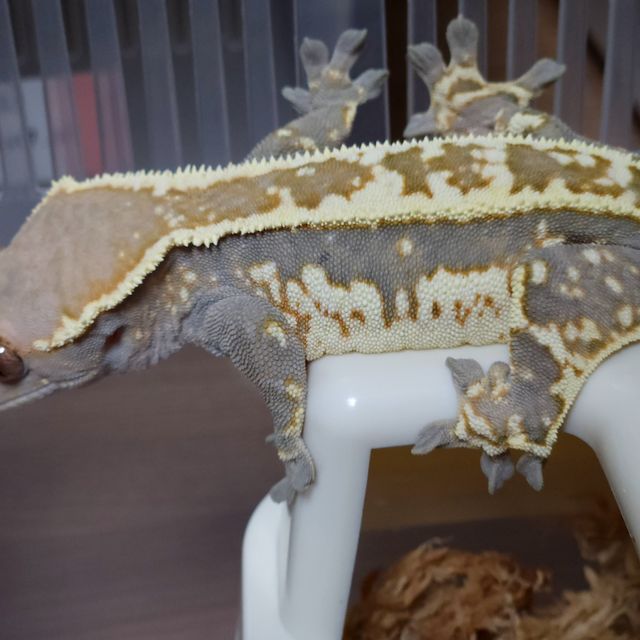 카푸치노