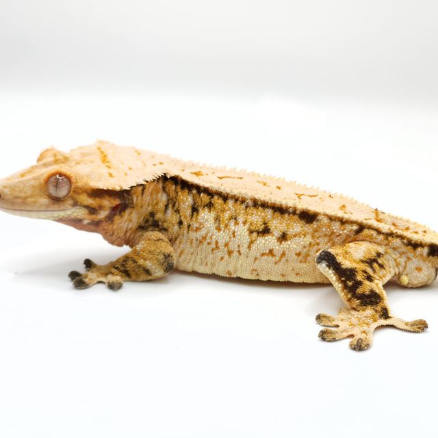 트라이
