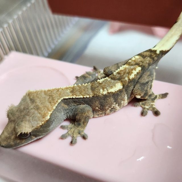 카푸치노 트라이