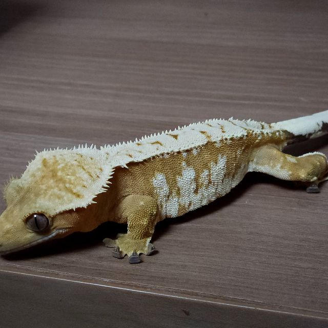 크림 크림시클 옐로우