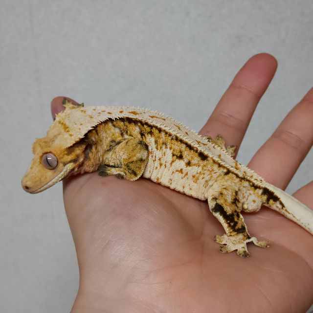 트라이