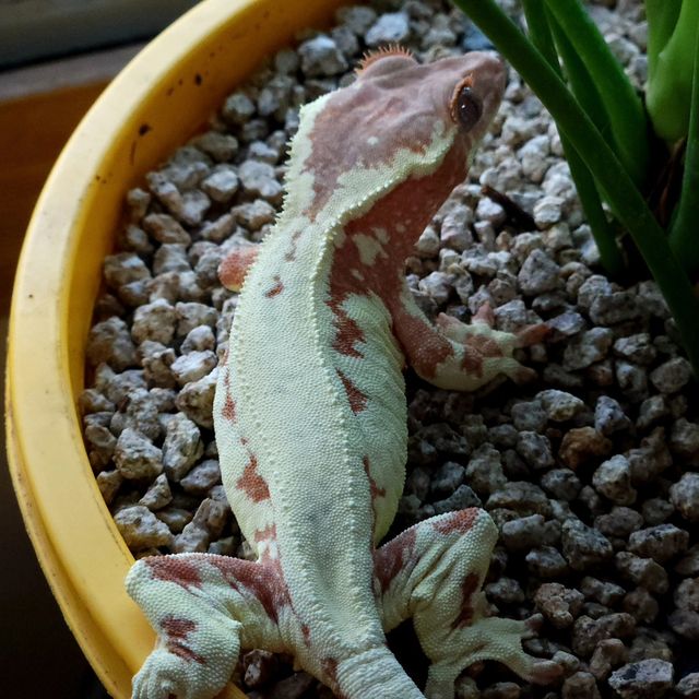 크림 프라푸치노