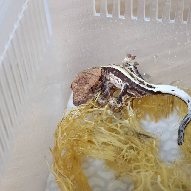 카푸치노