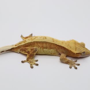 옐로우 크림시클