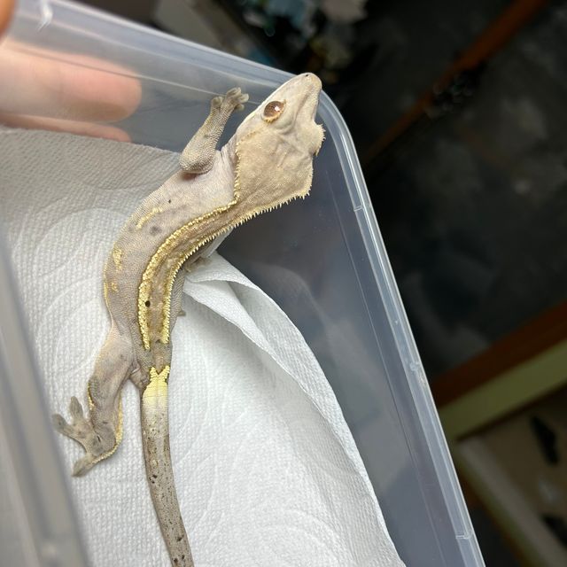 카푸치노