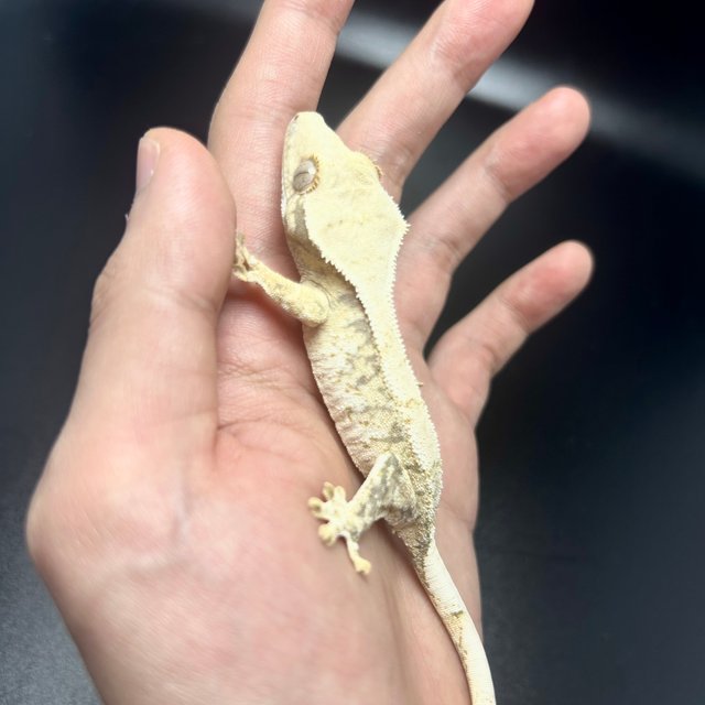 노멀 화이트 드리피 트라이