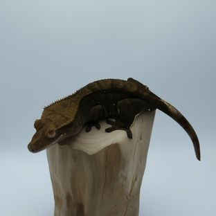 콩♀