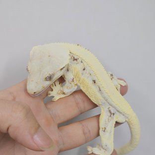 우유
