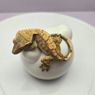 노멀 트라이 익스트림할리퀸 화이트스팟