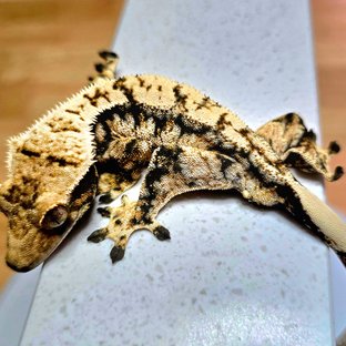 노멀 트라이 익스트림할리퀸 화이트스팟