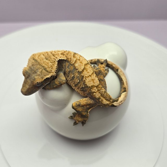 노멀 트라이 익스트림할리퀸 화이트스팟