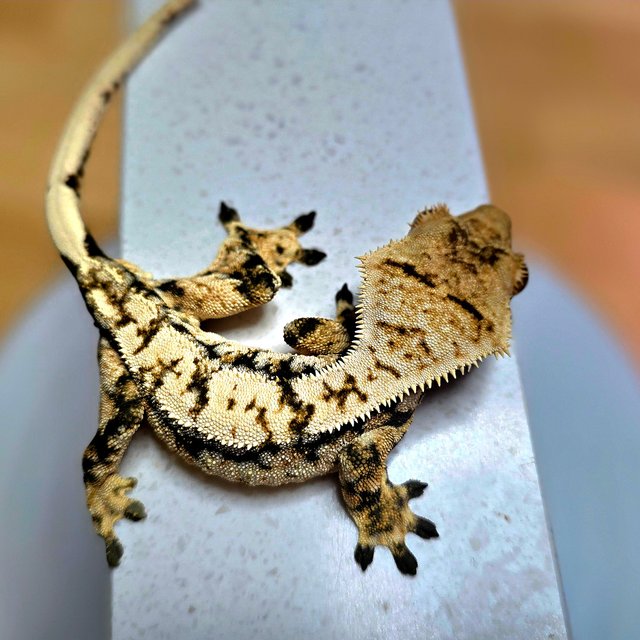 노멀 트라이 익스트림할리퀸 화이트스팟