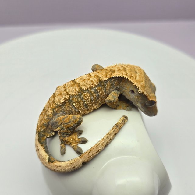 노멀 트라이 익스트림할리퀸 화이트스팟