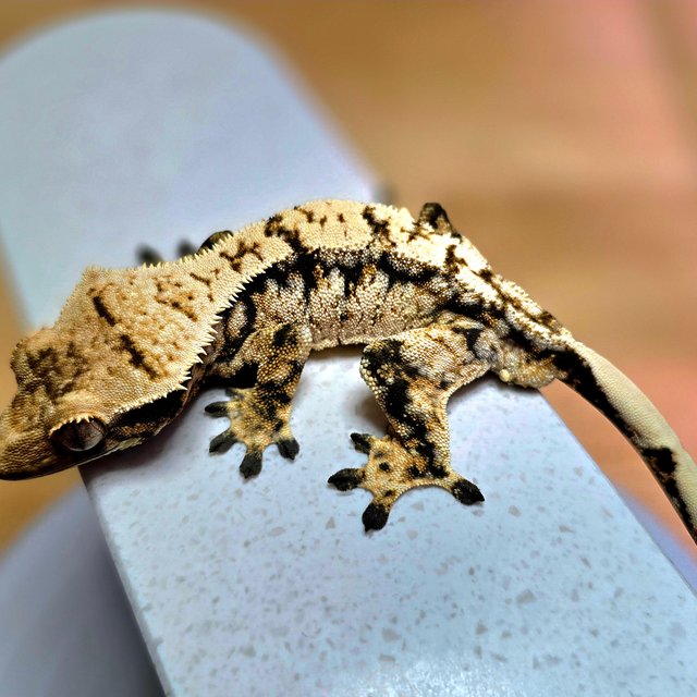 노멀 트라이 익스트림할리퀸 화이트스팟