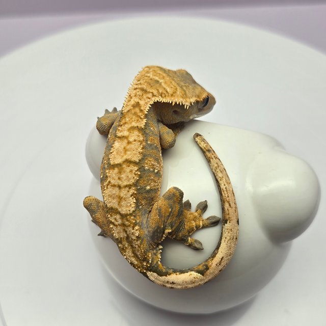 노멀 트라이 익스트림할리퀸 화이트스팟