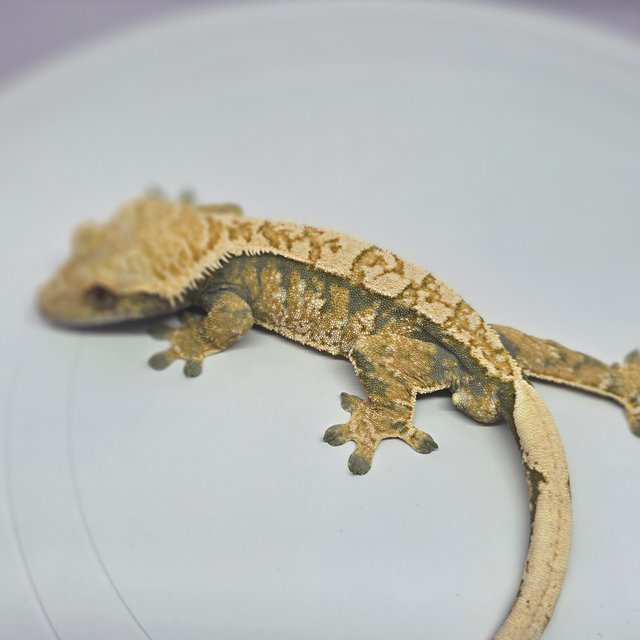 노멀 트라이 익스트림할리퀸