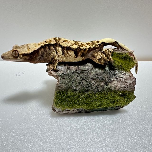 트라이 익스트림할리퀸