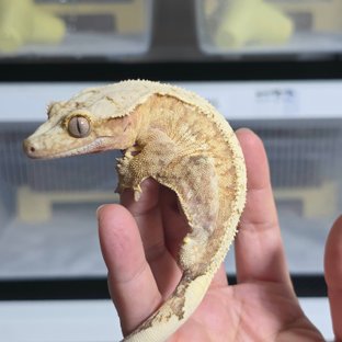 크림시클 옐로우 크림