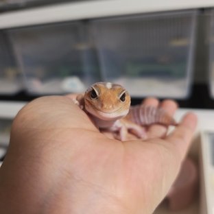 카라멜