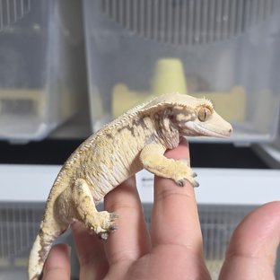 풀롱