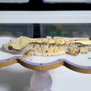 노멀 트라이 익스트림할리퀸