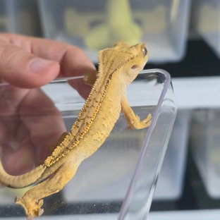 크림시클 옐로우 크림