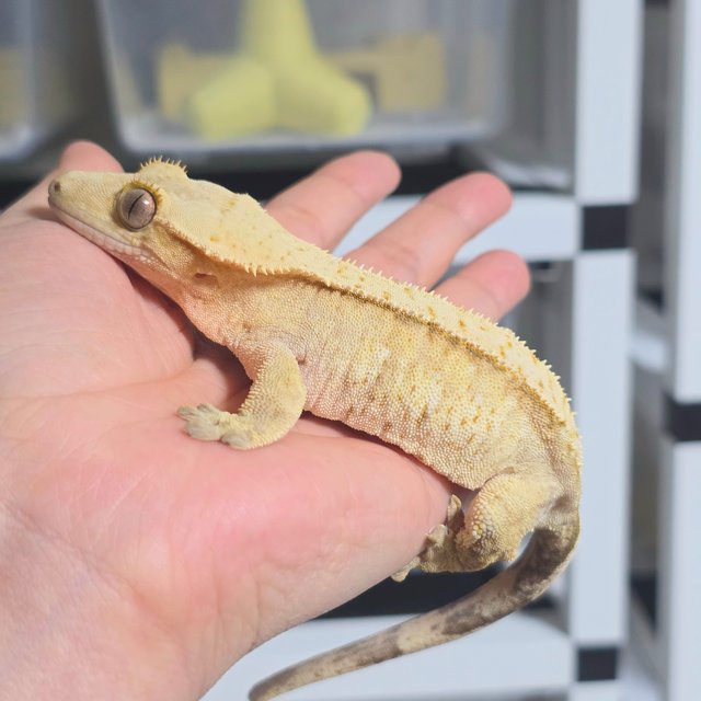 크림시클 옐로우