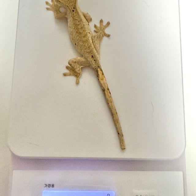달마시안 슈퍼달마시안 옐로우