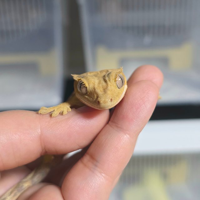 옐로우 스트로베리