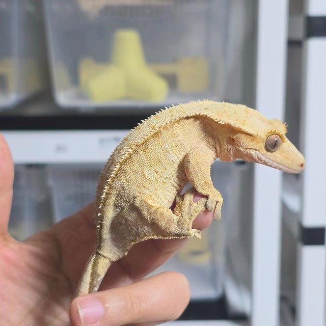 크림시클 옐로우