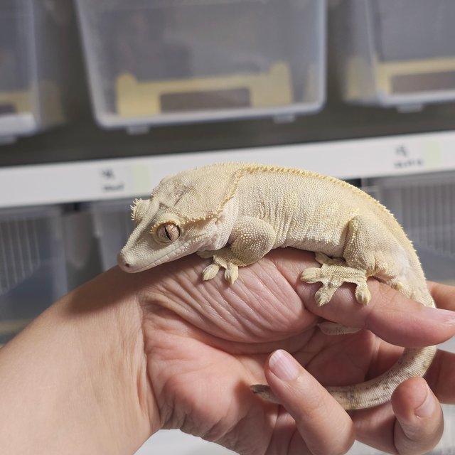 팬텀 옐로우 벅스킨