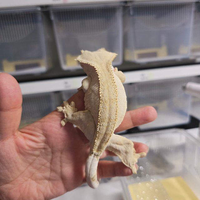 팬텀 옐로우 벅스킨