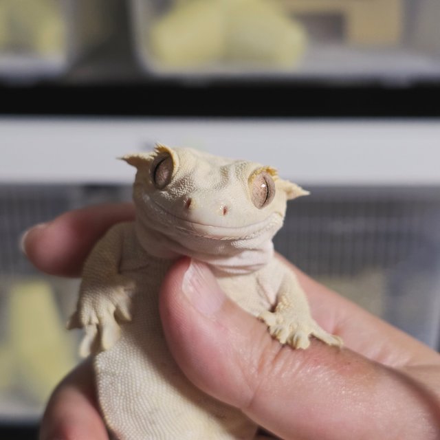 팬텀 옐로우 벅스킨