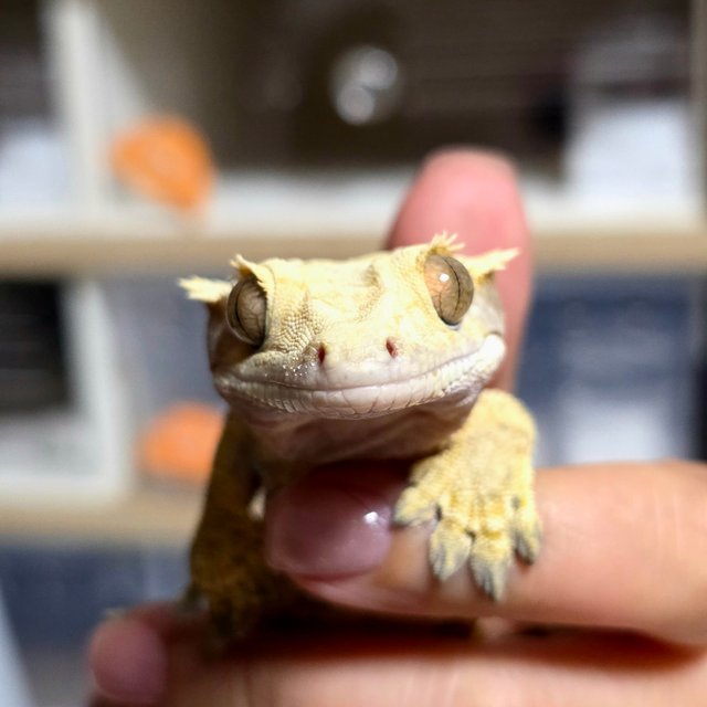 노멀 트라이 익스트림할리퀸