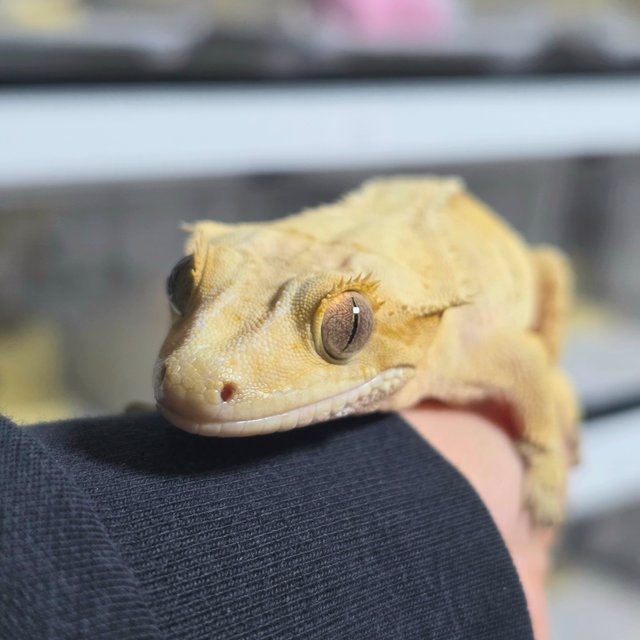 크림시클 옐로우