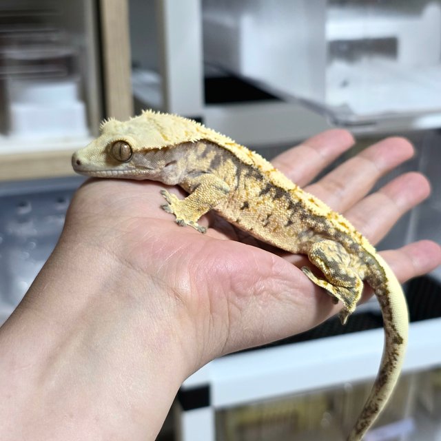 노멀 트라이 익스트림할리퀸