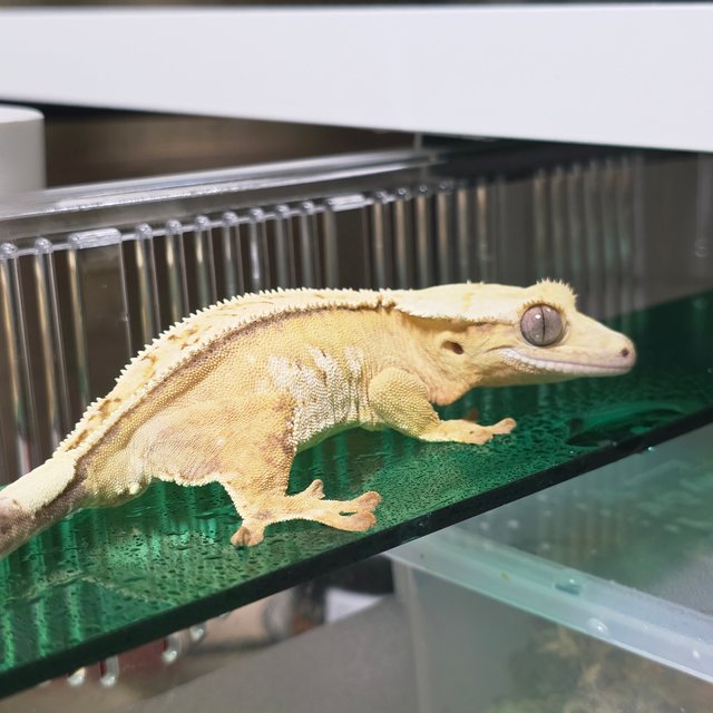 크림시클 옐로우